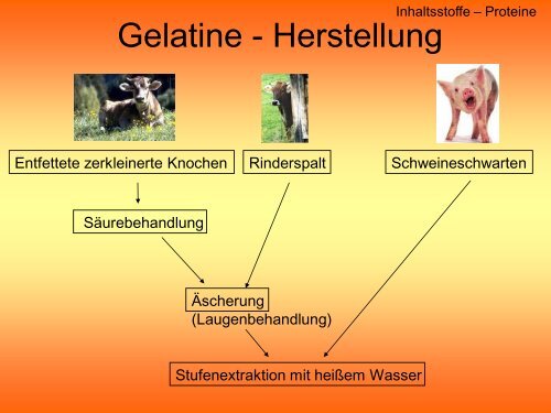 Anatomie der Gummibären