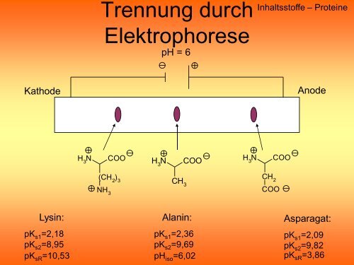 Anatomie der Gummibären