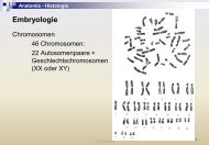 Anatomie - Histologie