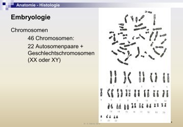 Anatomie - Histologie