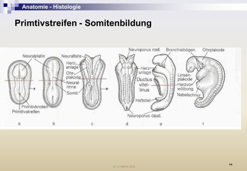 Anatomie - Histologie