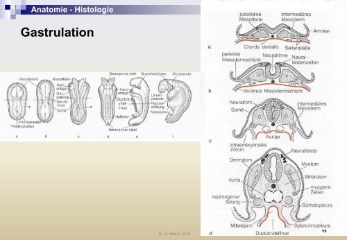 Anatomie - Histologie