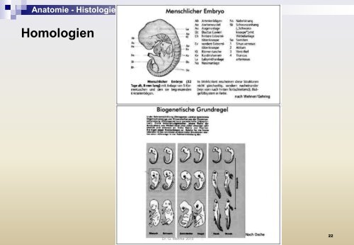 Anatomie - Histologie