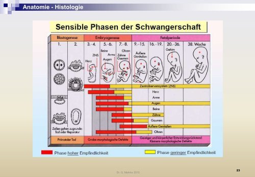 Anatomie - Histologie