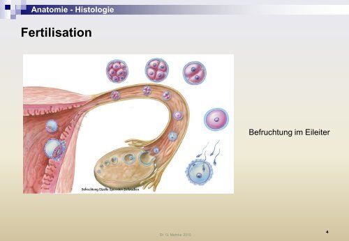 Anatomie - Histologie