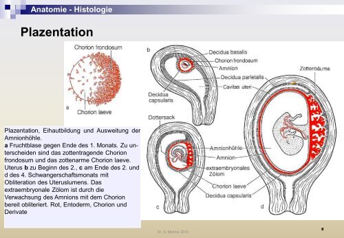 Anatomie - Histologie