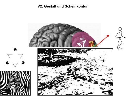 Sehen 4. Bilder im Gehirn