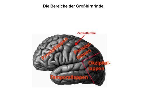 Sehen 4. Bilder im Gehirn
