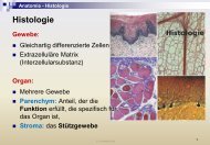 Embryologie Histologie