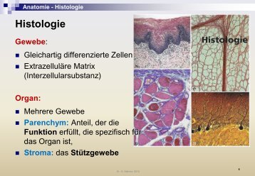 Embryologie Histologie