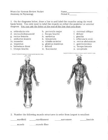 Muscular System Review Packet Name