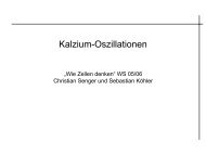 Kalzium-Oszillationen