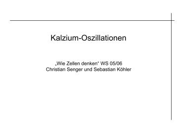 Kalzium-Oszillationen
