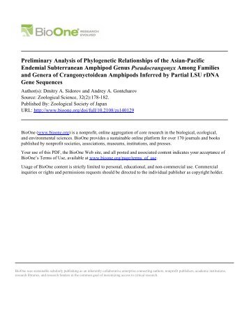 LSU rDNA  phylogeny  for  Pseudocrangonyx.pdf