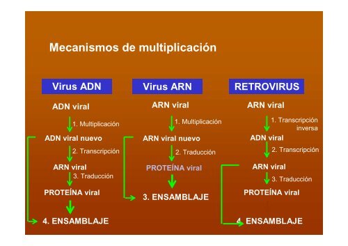 Mecanismos InmunolÃ³gicos frente a V I R U S