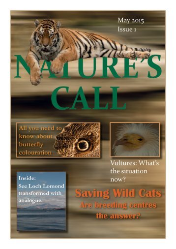 Saving Wild Cats