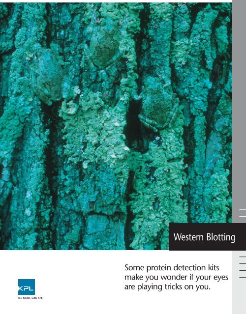 Western Blotting - KPL