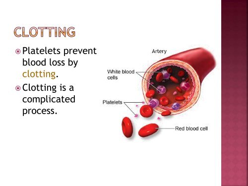 homeostasis power point sf.pdf