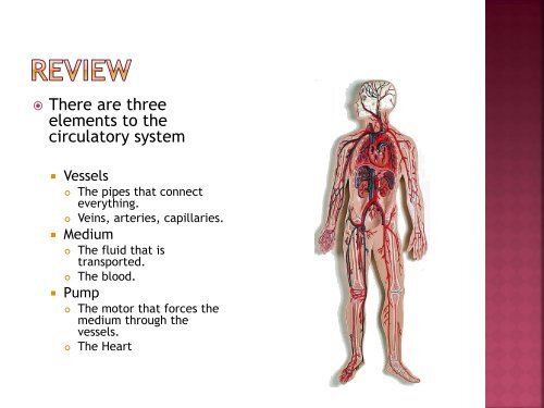 homeostasis power point sf.pdf