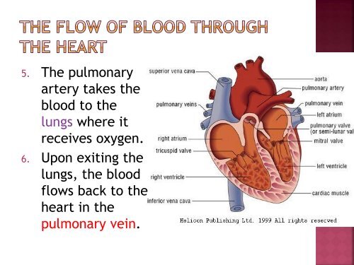 homeostasis power point sf.pdf