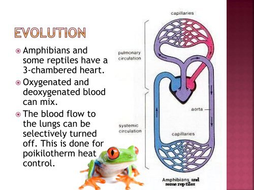 homeostasis power point sf.pdf