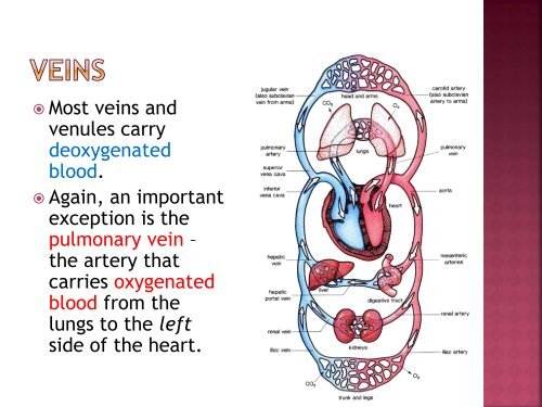 homeostasis power point sf.pdf