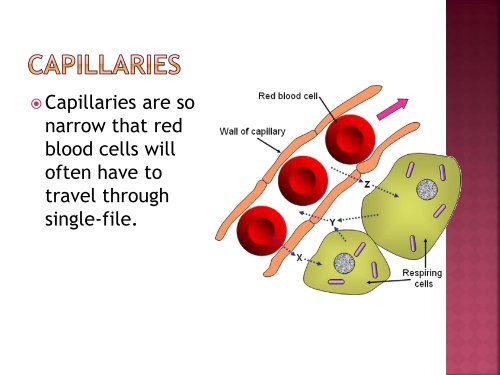 homeostasis power point sf.pdf