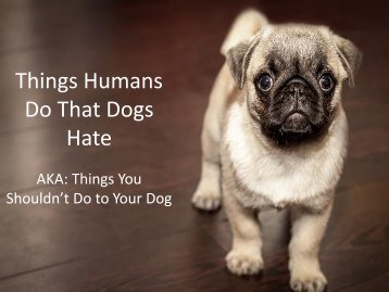 Things Humans Do That Dogs Hate