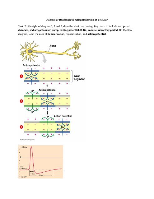 Worksheet diagram of depolarization and repolarization and .pdf