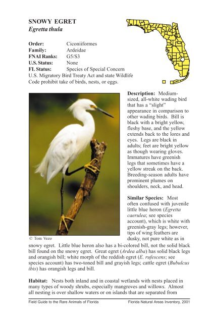 SNOWY EGRET Egretta thula - FNAI - Florida Natural Areas Inventory