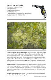 Chionanthus pygmaeus - Florida Natural Areas Inventory