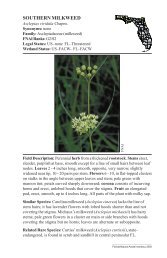 Asclepias viridula - Florida Natural Areas Inventory