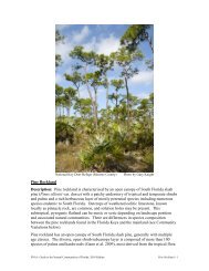 pine rocklands(pdf) - Florida Natural Areas Inventory