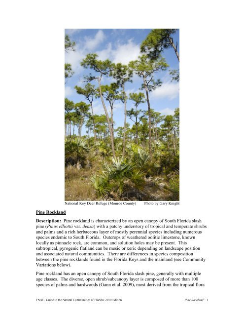 pine rocklands(pdf) - Florida Natural Areas Inventory