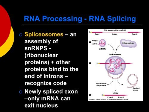 17- gene to protein.pdf