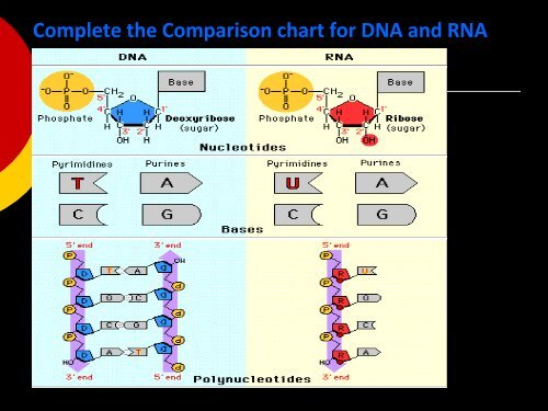 17- gene to protein.pdf