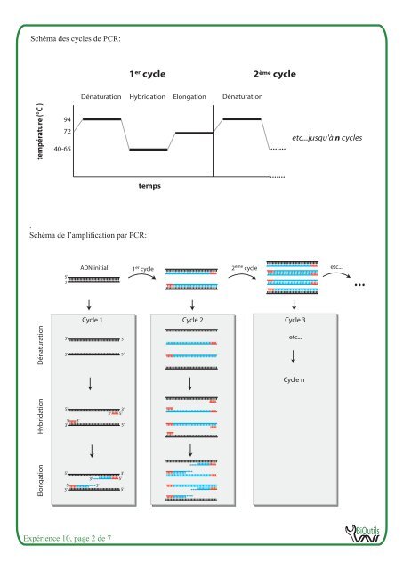 La PCR - BiOutils - UniversitÃ© de GenÃ¨ve