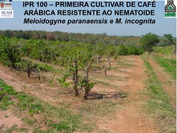 IPR 100 – PRIMEIRA CULTIVAR DE CAFÉ ARÁBICA RESISTENTE ...