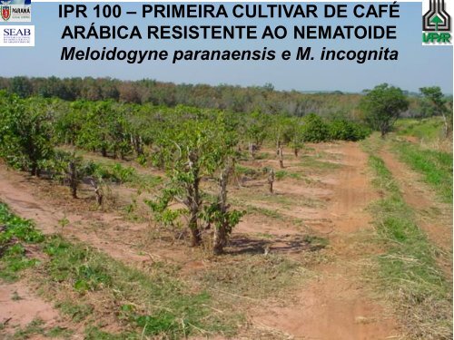 IPR 100 – PRIMEIRA CULTIVAR DE CAFÉ ARÁBICA RESISTENTE ...