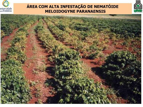 IPR 100 – PRIMEIRA CULTIVAR DE CAFÉ ARÁBICA RESISTENTE ...