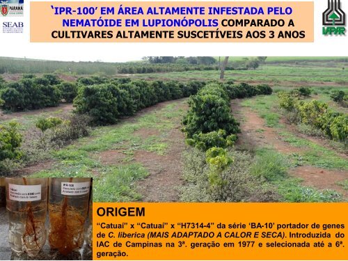 IPR 100 – PRIMEIRA CULTIVAR DE CAFÉ ARÁBICA RESISTENTE ...