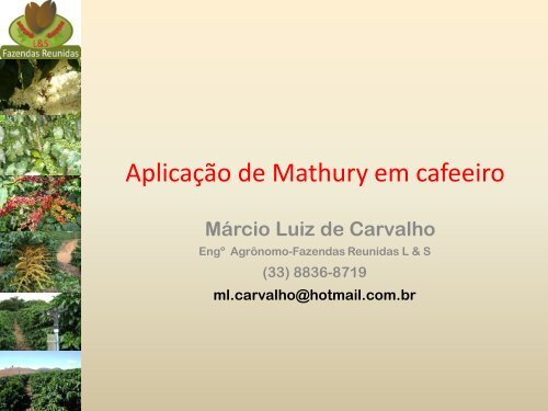 efeito do mathury na uniformidade de maturação do cafeeiro em ...