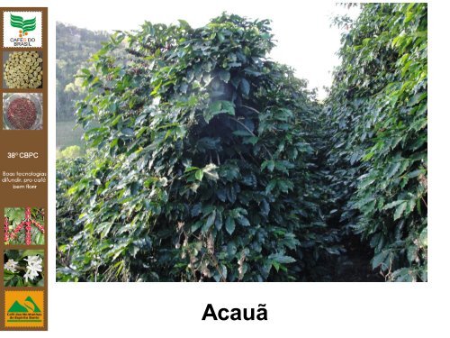 Avaliação de cultivares de café arábica na região de montanhas do ...
