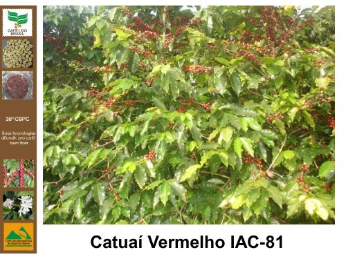 Avaliação de cultivares de café arábica na região de montanhas do ...