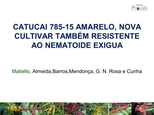 catucai 785-15 amarelo, nova cultivar também resistente ao ...