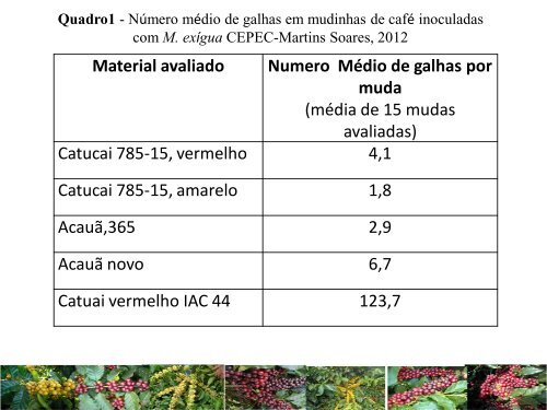 catucai 785-15 amarelo, nova cultivar também resistente ao ...