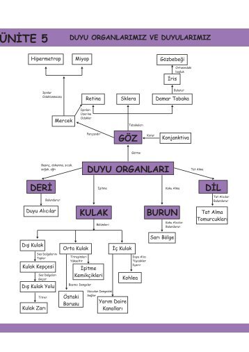 Duyu Organlarımız ve Duyularımız