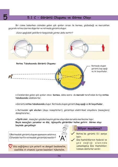 Duyu Organlarımız ve Duyularımız