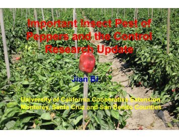 Important Insect Pest of Peppers and the Control Research Update