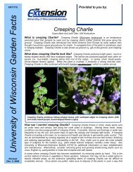 Creeping Charlie - Barron County - University of Wisconsin-Extension